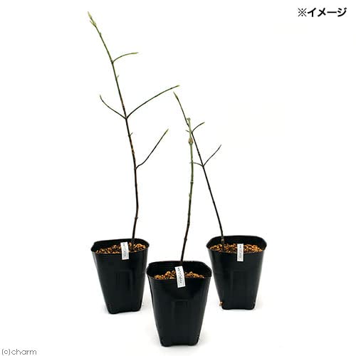 Amazon.co.jp: （山野草）盆栽 オオツリバナマユミ（大吊花真弓）4号