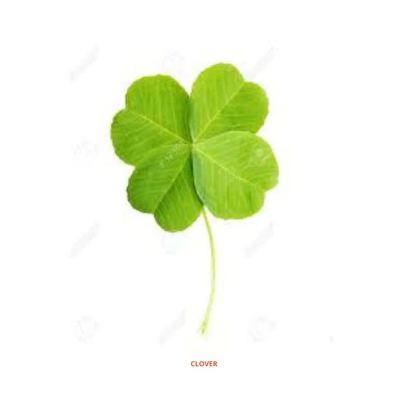 Decoreen Kitchen Garden Packging Clover Vegetable Seeds (50 Seeds)