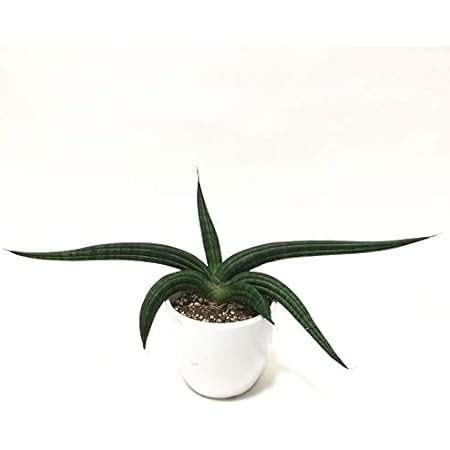 Amazon 株 赤塚植物園 珍しい サンスベリア パテンス 3 5号 白陶器鉢仕様 花