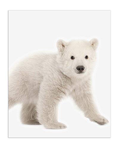 Crystal Canvas Minimalist Polar Bear Cubs Prints - Set Of 6 (8X10) Unique Adorable Baby Polar Bears Poses And Angles Nursery Photography Wall Art Decor #TOP1