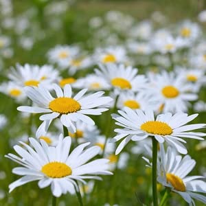See full amazon price history chart for Ritz Farming� IMP. German Chamomile Herb Seeds For Outdoor And Indoor Garden (20 SEEDS) Ritz Farming� IMP. German Chamomile Herb Seeds For Outdoor And Indoor Garden (20 SEEDS) (B0BBWKXJWT) Amazon Price History, Amazon Price Tracker