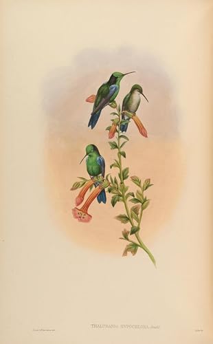 Tableaux Graffiti Art Mural Oiseau Thalurania Impression Peinture Poster 60x90