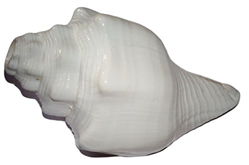Natural Blowing Conch Bajane wala Shankha 110-140 MM Sounding Conch Bajne Wale Shankh
