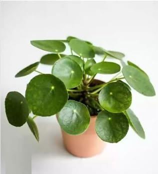 Green view Chinese Money Plant| Coin plant|Pilea Peperomioides Indoor Plant Live pack of 1 (B0CK4VMRX7) Amazon Price History, Amazon Price Tracker