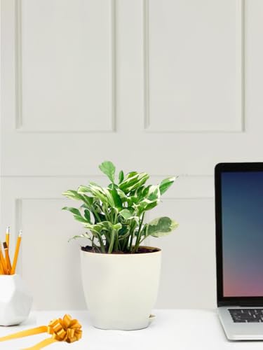 Nurturing Green® Money Plant Njoy in Ivory Self Watering Plastic Pot | Good Luck Plants For Gifting | Eco Friendly Gifts | Team Gifts for Employees | Return Gifts For Corporate Event