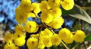 Dichondra 20 Golden Mimosa Seeds Yellow. #TOP1