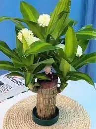 Brazilian Wood|| Lucky brazilian wood for Office/Living room/Indoor home Decorative Live Plant||Healthy Airpurifying plant|| (Pack Of-1 Plant) A_2-picture-23