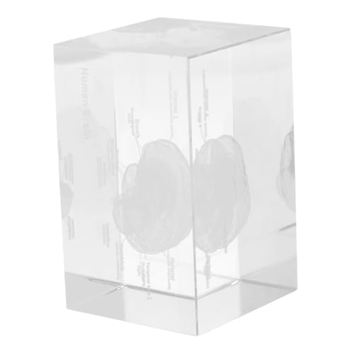 Veemoon Crystal Inner Carving Ornaments 3d Human Anatomy Model Lung Brain Structure Medical Decor Educational Tool