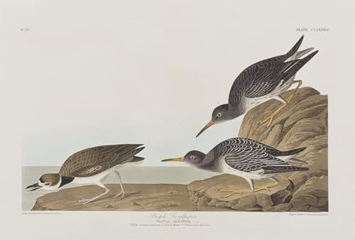 Image illustration d'oiseaux d'Amérique grand format pour habiller un salon