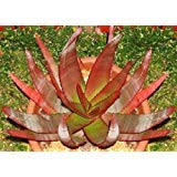 20 Seeds Aloe Capitata Gneissicola Exotic Cacti Succulent Rare Cactus