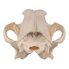 Skulls Unlimited Real Gray Wolf Skull A Quality