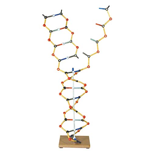Cochranes of Oxford ADN   Modelo de ARN