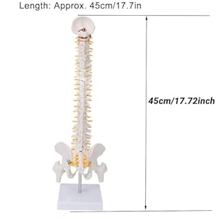 Tyenaza Modello Anatomico di Colonna Vertebrale, 45 cm Modello della Colonna Vertebrale Umana con Disco Spinale Modello Bacino Perfetto per l'Apprendimento e l'Insegnamento