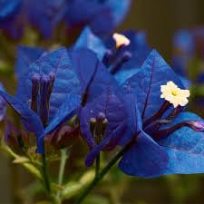 Image of Rare Bougainvillea Live Flower Plant || Healthy Live Plant with Grow Bag & Secure Packing || Beautiful Flower Garden Decoration (blue)