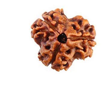 Raviour Lifestyle Raviour Rudraksha 100% Natural and Original Rare Teen 3 Mukhi Rudraksha Three Face Rudraksha Sinks in Water with Lab Test Certificate 2 31eoSzv41VL