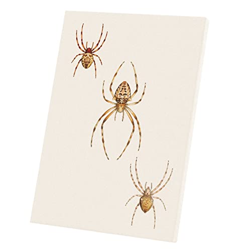 Poster araignées américaines pour cabinet de curiosités et salon vintage 40x56