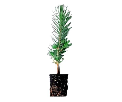 Planta natural Pino piñonero. Pinus Pinea. 20-30 cm. En cepellón listo para plantar. Plantar un pino piñonero ayuda al medio ambiente, provee sombra, belleza y piñones nutritivos.