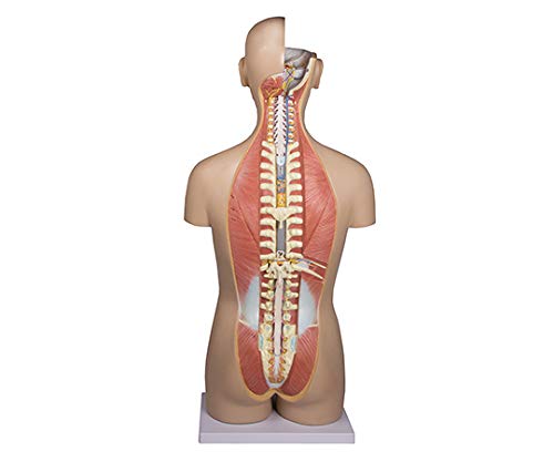 Amazon.co.jp: Erler-Zimmer 内蔵27分解モデル B235 : 産業