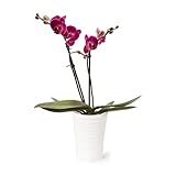 Color Orchids Live Blooming Double Stem Phalaenopsis Orchid Plant in Ceramic Pot, 15"-20" Tall, Purple Blooms