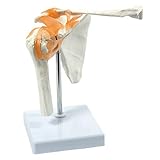 Kennzeichnen Sie Teile des Schlüsselbeins, des Humerus und des Schulterblatts sowie des Glenohumeral.
