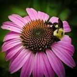 Sonnenhut Lila Blumensamen (Echinacea purpurea) 200 + Seeds (400+)