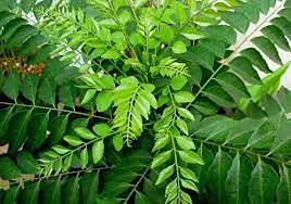 Nature Seeds Trees Curry Leaves Seed, Pack Of 1 (B09HC1BGN3) Amazon Price History, Amazon Price Tracker