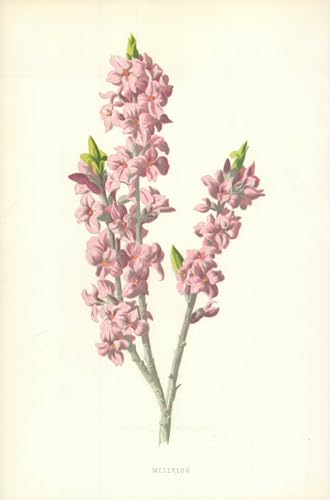 Lienzos fotos Mesereon de Frederick Edward Hulme, arte elegante para salón de 60x90cm