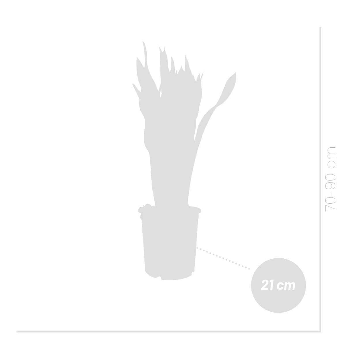 Bloomique - Sansevieria Laurentii - Bogenhanf - Sukkulenten - Zimmerpflanzen Groß - Sehr Pflegeleicht - Höhe 80-100 cm - Topf 21 cm