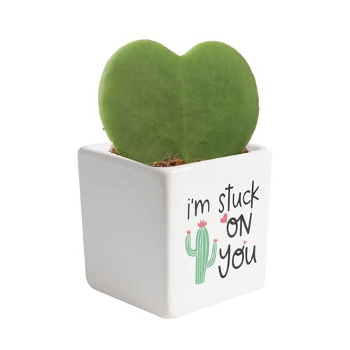 Costa Farms Hoya Heart Live Plant in Decorative Pot, Easy