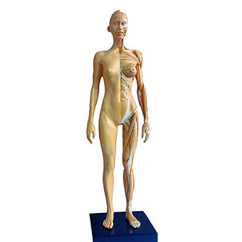 Modèle d'enseignement, modèle de figure d'anatomie féminine-modèle de peinture anatomique de squelette humain-matériau PU modèle d'os musculaire anatomique humain-pour l'étude de dessin d'artiste médi