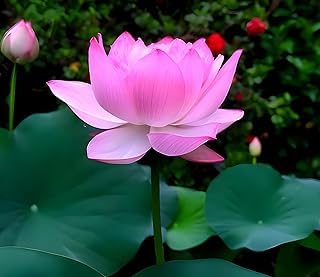Image of Very Beautiful All Season Pink Water Lotus(Pack Of-1) /Water Kamal /Water Lily Plant (TUBER) Original Hybrid Veriety Blloming With In 30 Days For Outdoor & Indoor Live Plant.