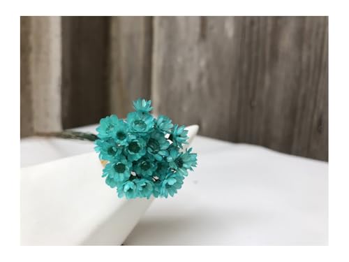 60 tallos de flores de margarita secas color teal miniatura 1