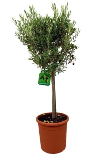 Árbol Olivo en copa, 120-130 cm. Olea Europaea. Variedad de olivo con tronco único y forma redondeada, ideal para jardines. Segura Garden.