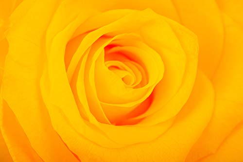 Rosen-Te-Amo, Cadeaus voor haar || Valentijnsdag geconserveerde eeuwige roos in glas geel | geurend | handgemaakt met echte folie in fijne geschenkdoos || Infinity Rozen: decoratie en geschenken voor - Image 5