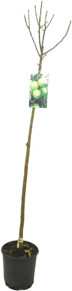 DOCELLA GREEN APPLE TREE FRUIT TREE M22 140CM