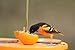 Kettle Moraine Super Oriole Recycled Orange Fruit, Jelly, Mealworm Bird Feeder w/Orange Roof