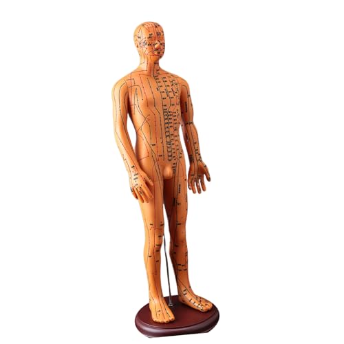 Modèle d'acupuncture de 52 cm pour mémoriser facilement les méridiens et les points