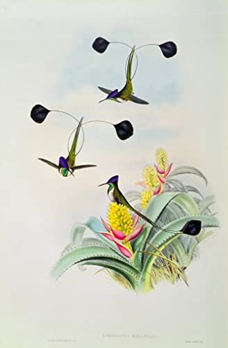 Impression d'art John Gould oiseau tableau vintage haut de gamme