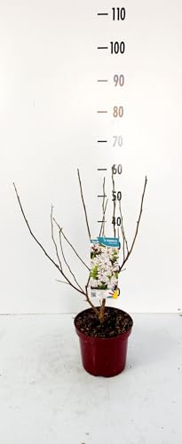 Sternmagnolie (Magnolia stellata) 60–80 cm – Winterharte Frühblühende Zierpflanze mit Sternblüten - Duftende Magnolie für Garten, Vorgarten & Kübel – Pflegeleicht & Bienenfreundlich