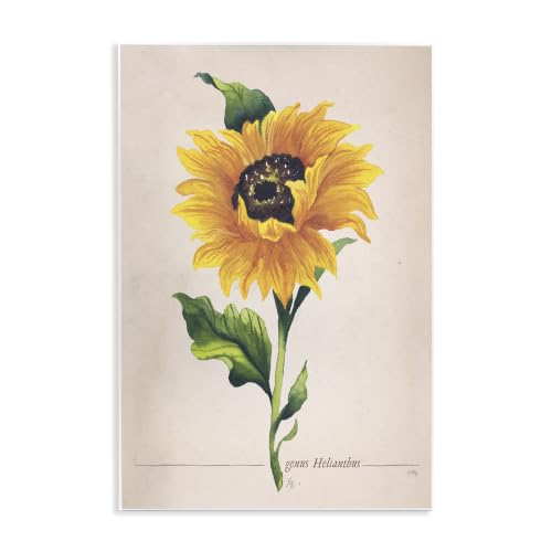 'Single Sunflower Blossom Genus Name Study Page'| Wall Plaque Art