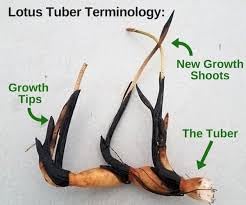 Image of ZXXYANBI All Time Beautiful Big Hybrid (Snow White) Lotus Tuber, Root Flower Plant, Tree Granted Blooming 30 Days, Mild, sweet fragrance Flower, 1 Healthy Fresh Tuber For Home Garden