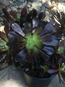 2 Cuttịngs Gorgéoụs Ạéonịụm 'Schwạrzkopf' Blạck Rosé-Lovély 5" Brạnchịng Sụccụlént