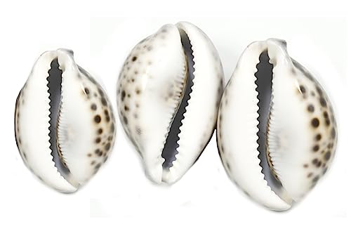 ASHIRWAD Tiger Kaudi Kaudi Kauri Muscheln Schlangenkopf Cypraea Durga Laxmi Kauri Kawadi, Kawdi nautische Stranddekoration (7,6–8,9 cm)