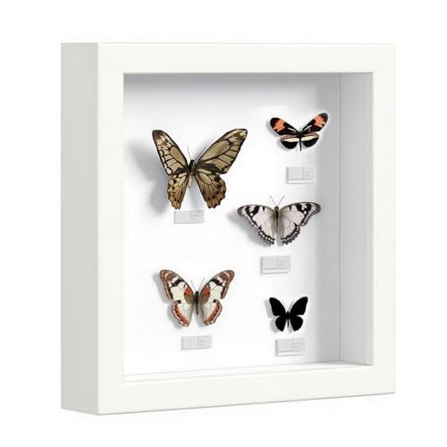 3D Bilderrahmen Zum Befüllen, Bilderrahmen Tief Hölzern Bis 3cm Zum...