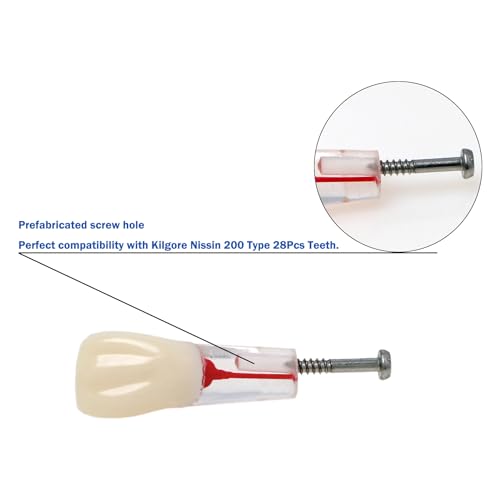 Generic 738252309397 10Pcs Dental Model Endodontic Root Canal Block Practice Teeth Pulp Cavity Resin Study Endo Training Tooth Rct Demo Student Teaching M8006-Mix Fit Kilgore Nissin 200 Type 28 Teeth thumb #2