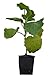 Produktbild Seedeo® Blauglockenbaum (Paulownia tomentosa) Jungpflanze