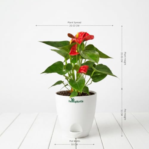 Image of Anthurium Flamingo Flower Red Anthurium Live Indoor Plant Exotic Statement Blooms for Home Decor in a 4-Inch Self-Watering Matte White Pot