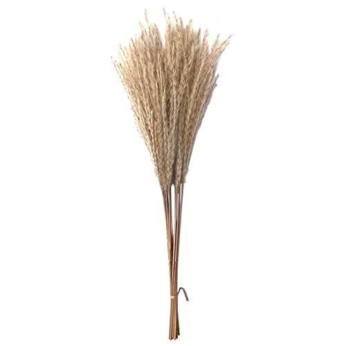 Serenable pampas secos real buquê fragmites plantas de flores de junco floral para decoração de peça