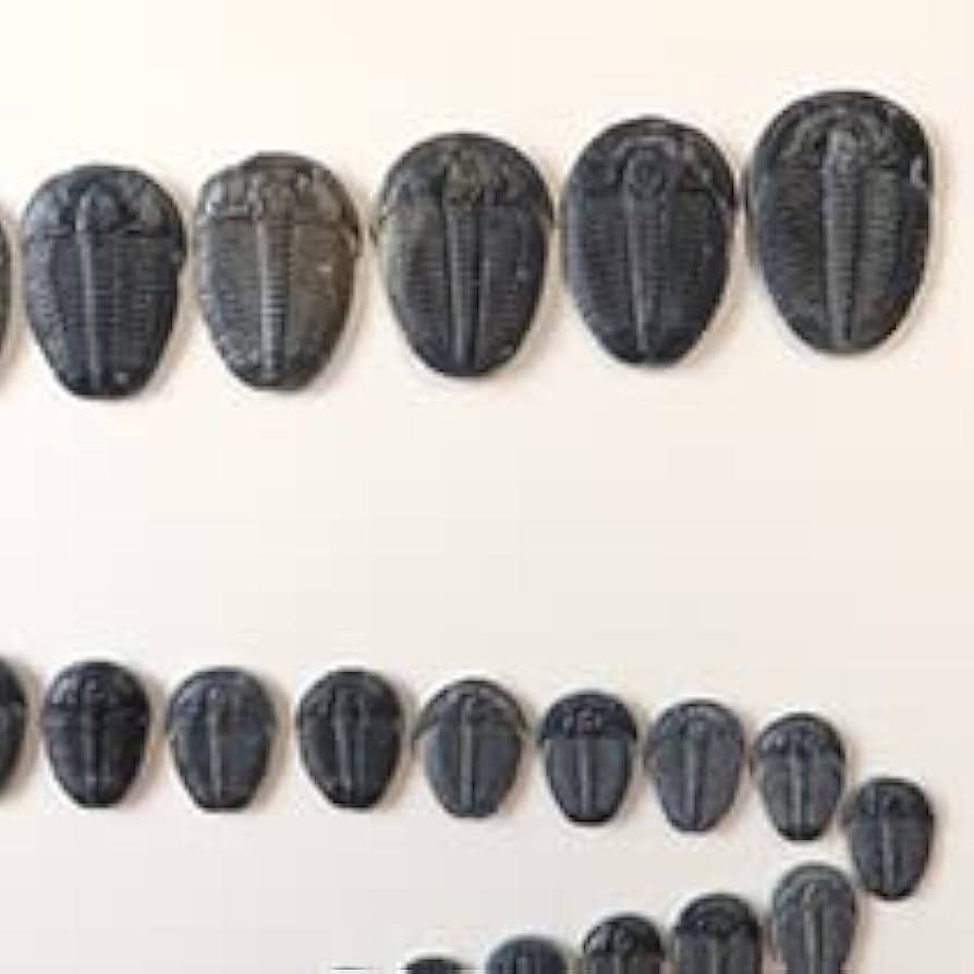 Amazon | SCIENCE ミニ化石標本「三葉虫 Triobite（Elrathia