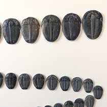 三葉虫　エルラシア　小〜中〜大　成長過程　完全体　美麗　１５点 Amazon | SCIENCE ミニ化石標本「三葉虫 Triobite（Elrathia